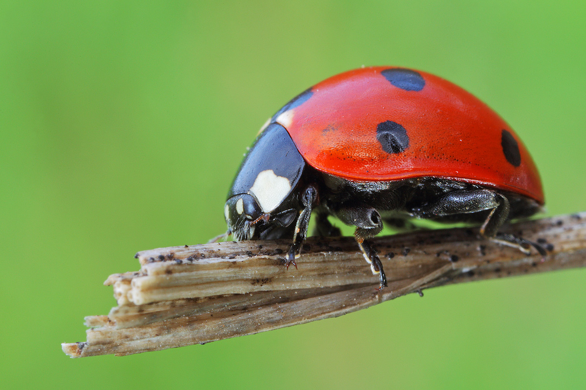 Ladybug