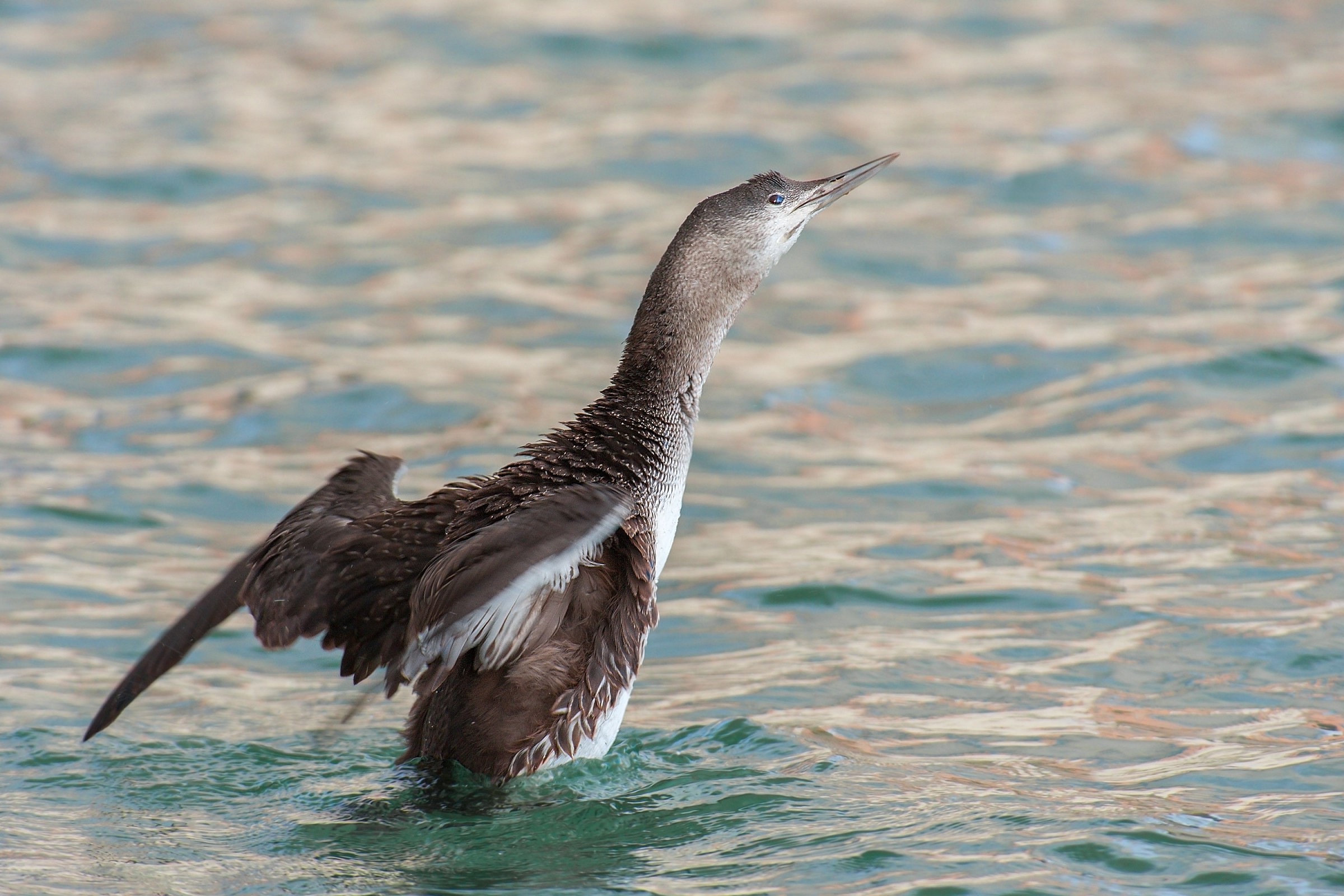Red-throated Loon