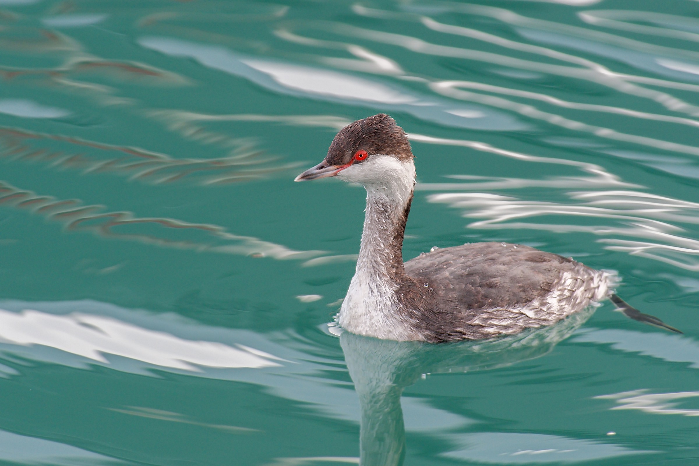 Horned Grebe