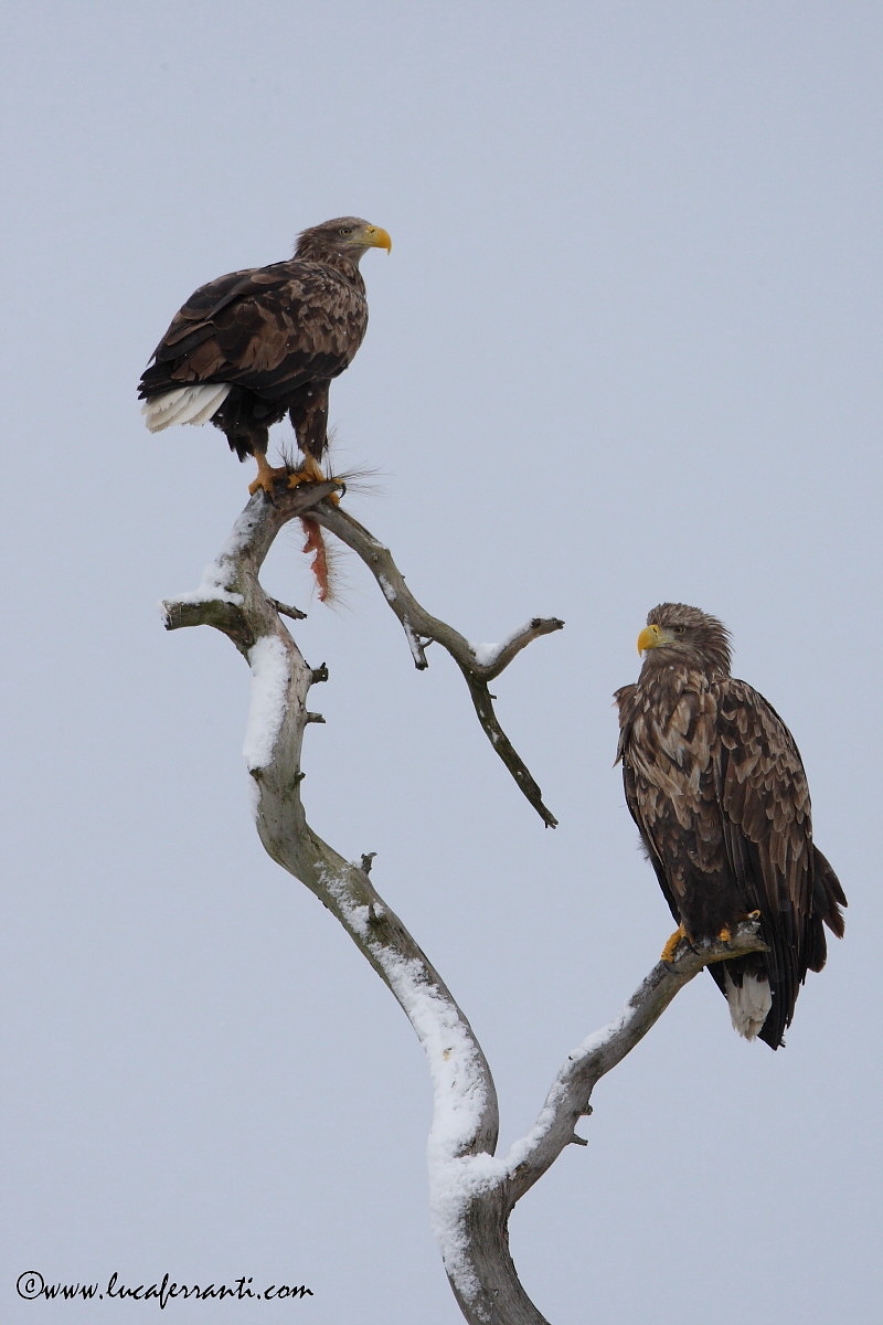 Impavidi.......a -20°