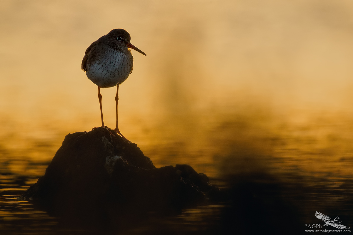 Pettagola al tramonto
