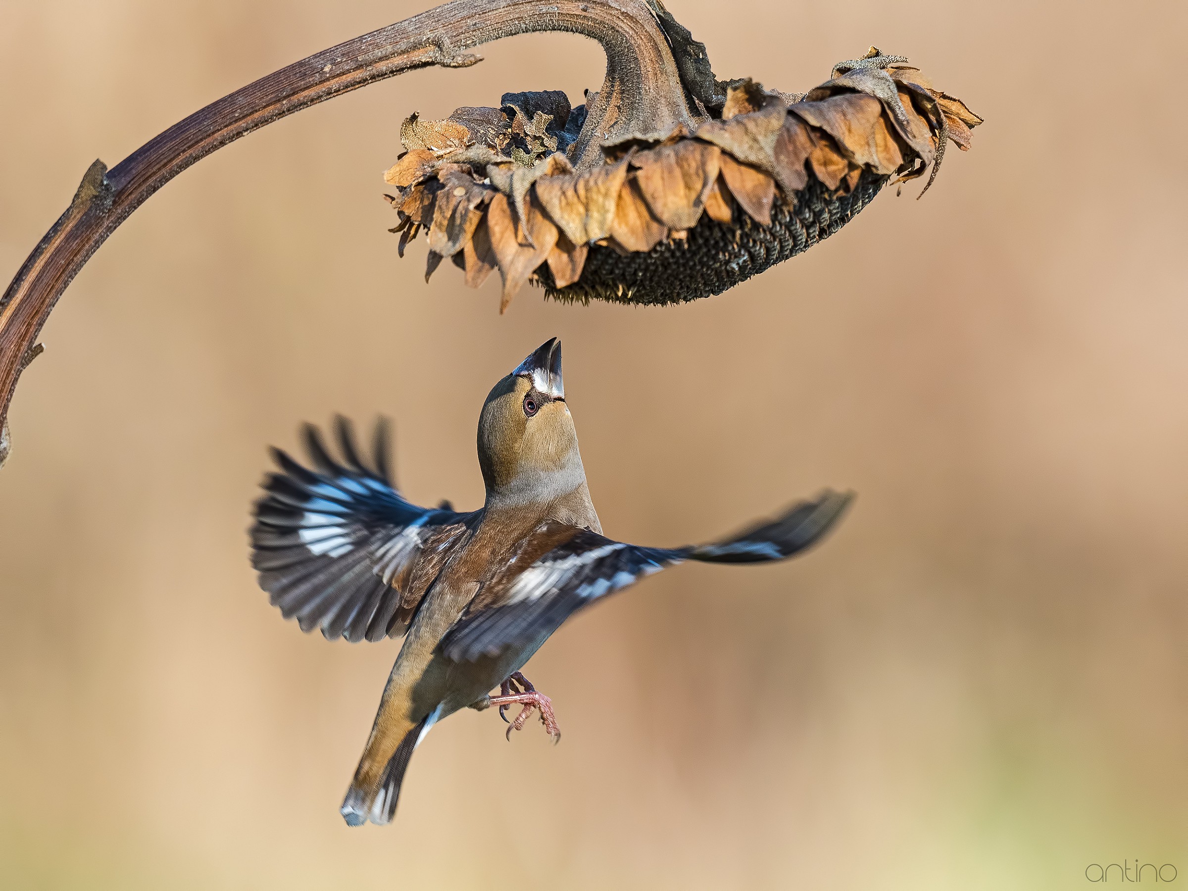 Hawfinch and sunflower