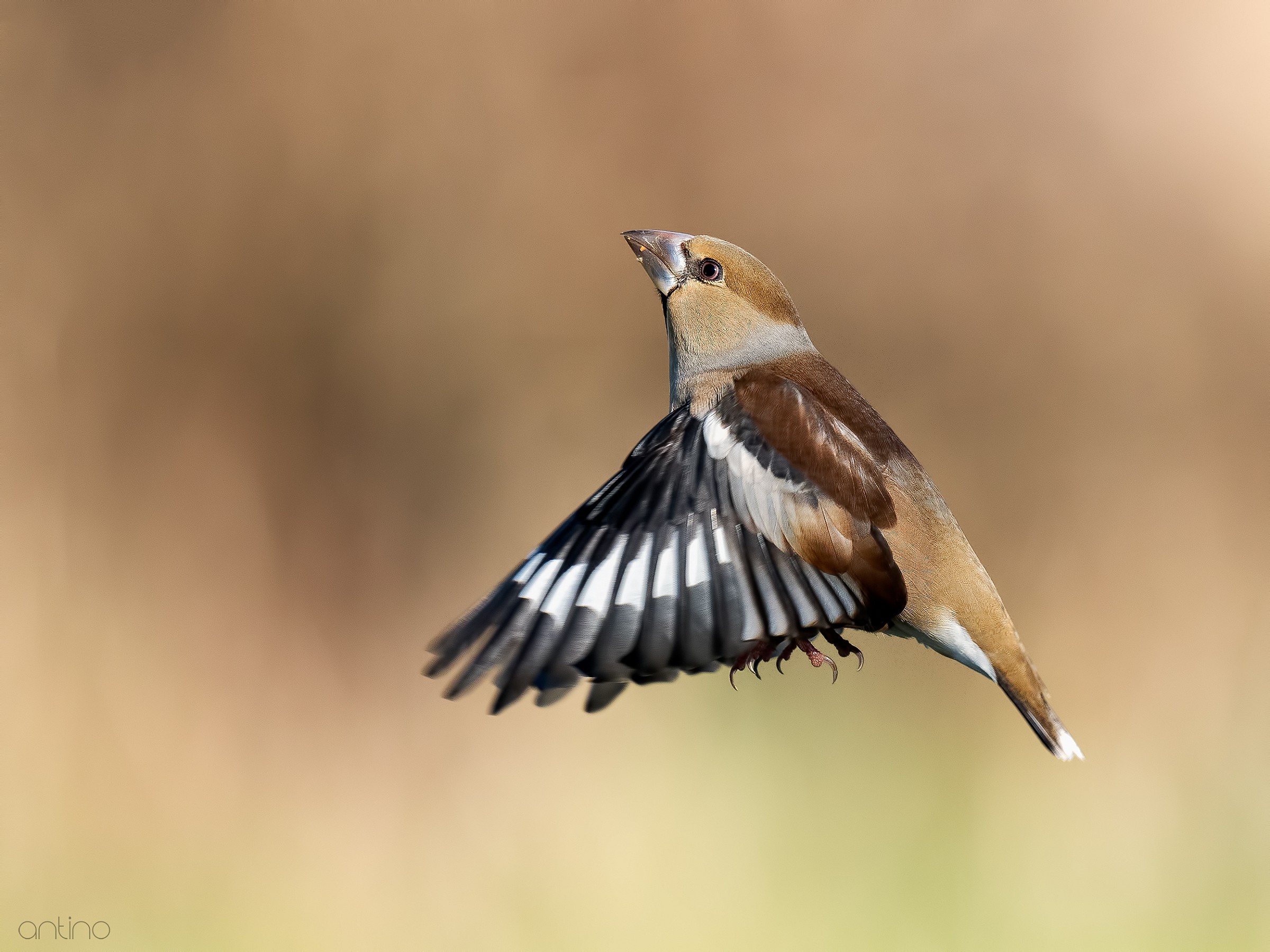 Hawfinch