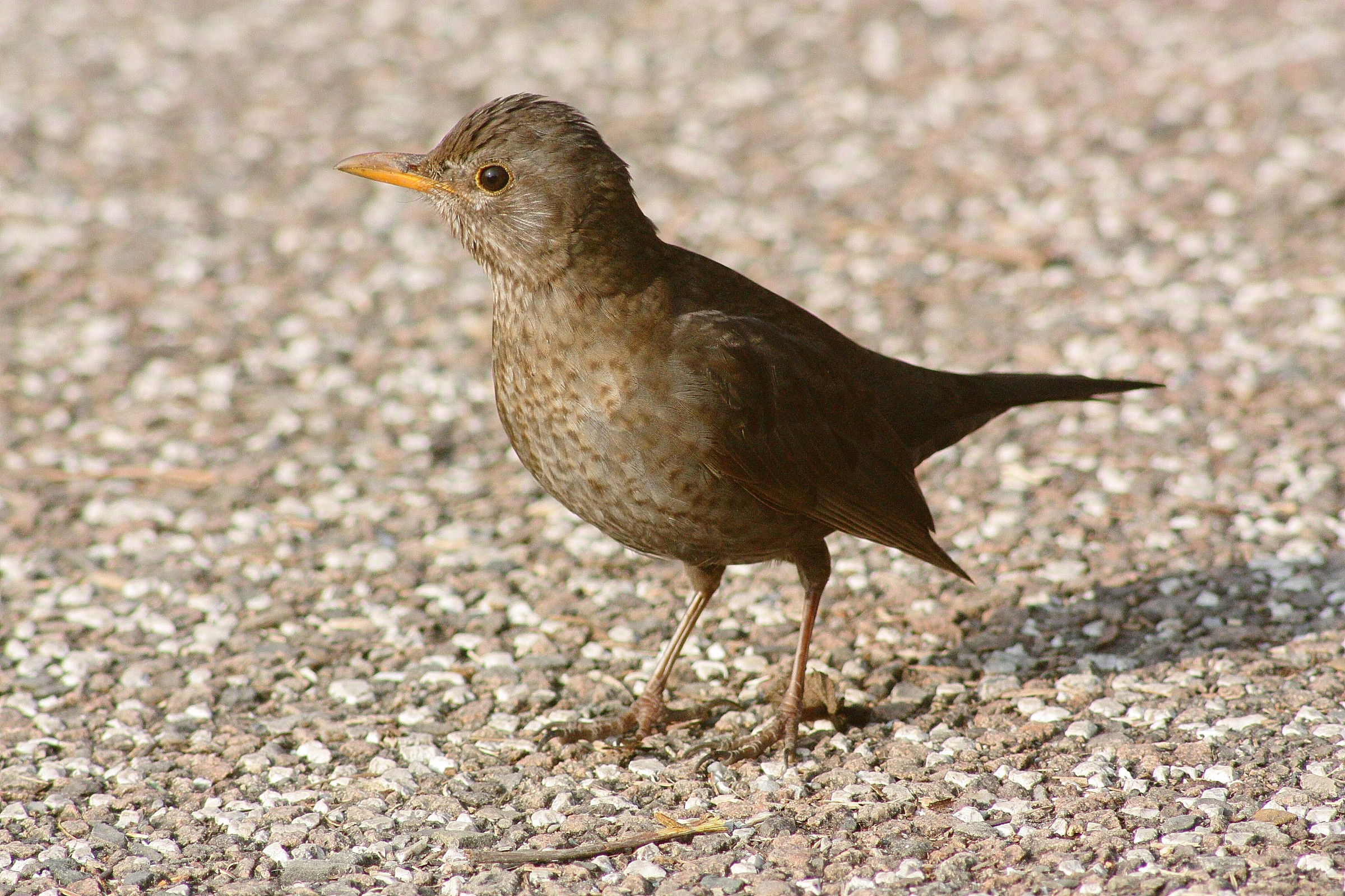 ... You know my name ?? ...