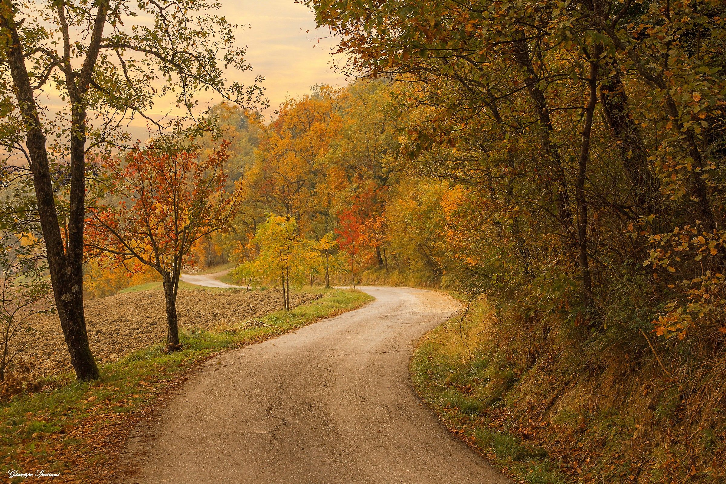 the road in the woods