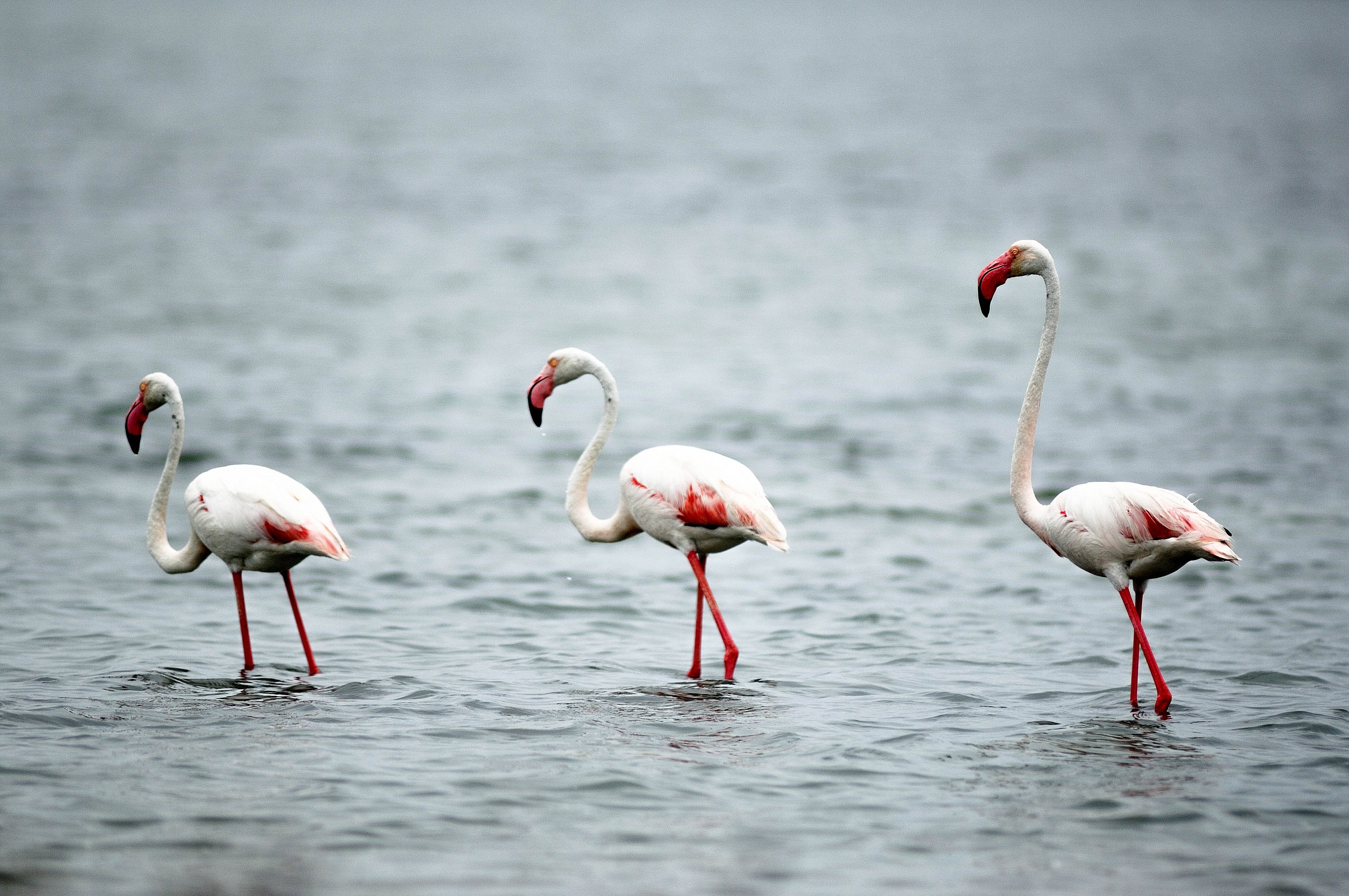 fenicotteri del sinis