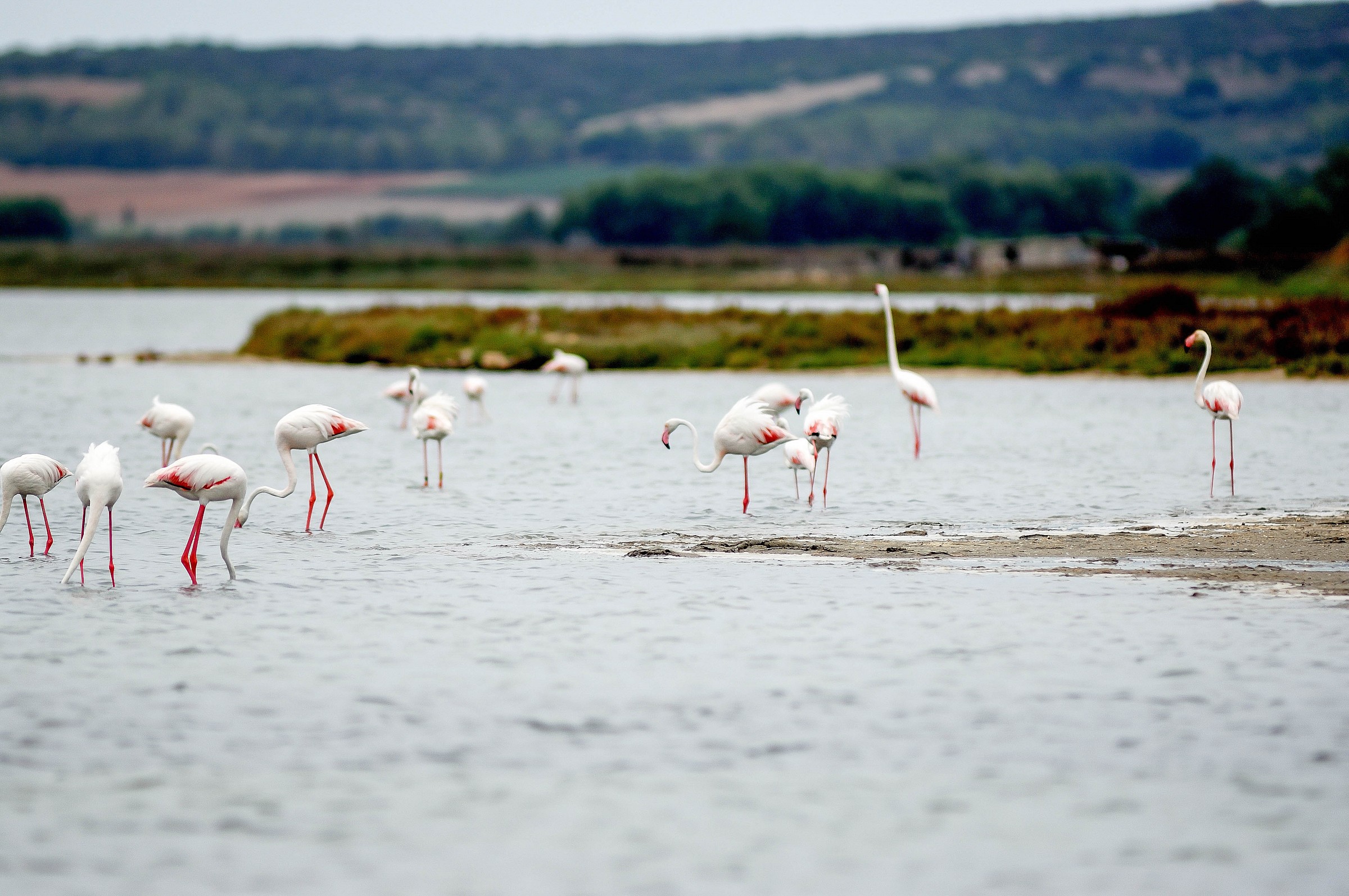 flamingos of sinis