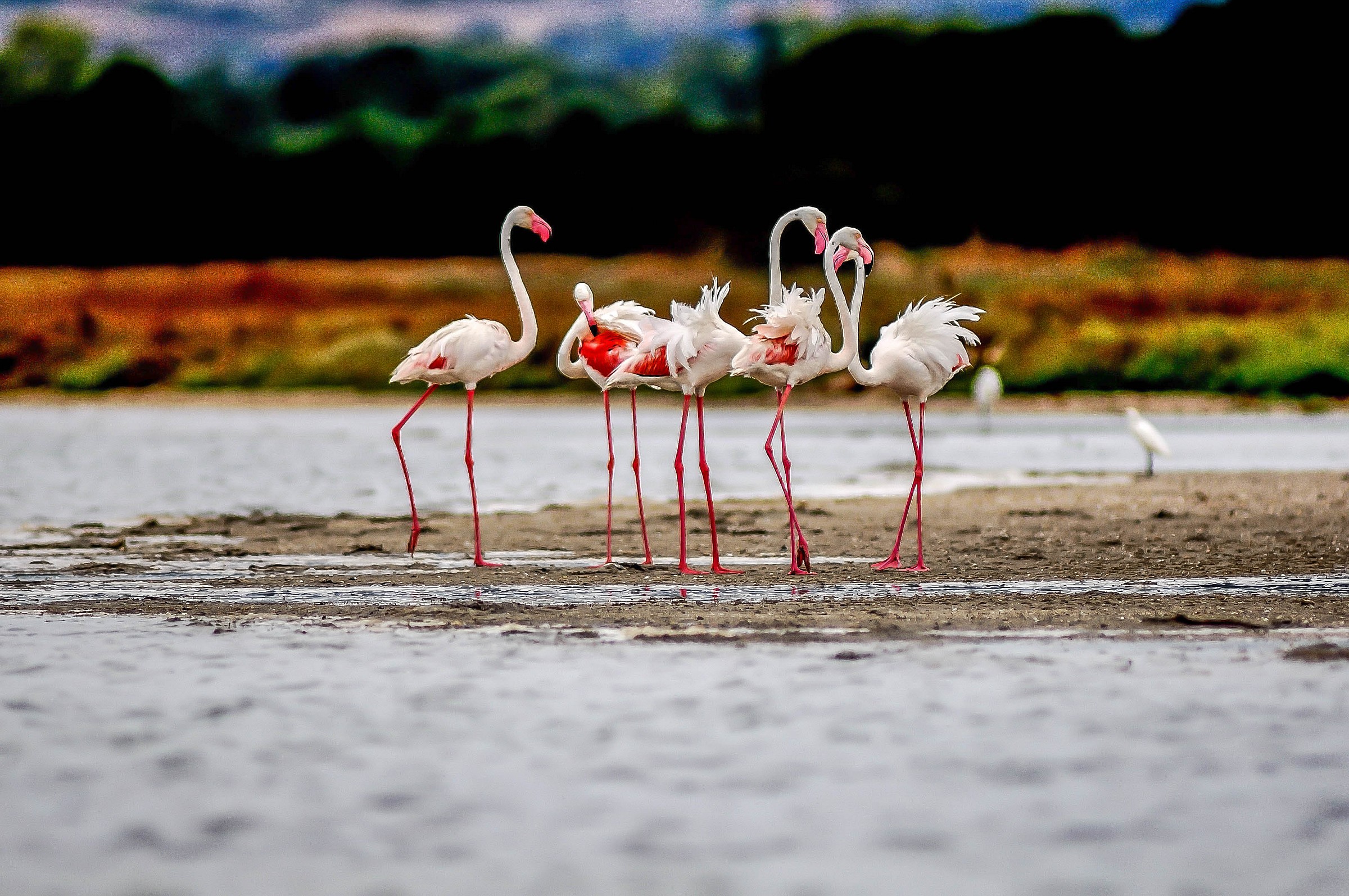 flamingos of sinis