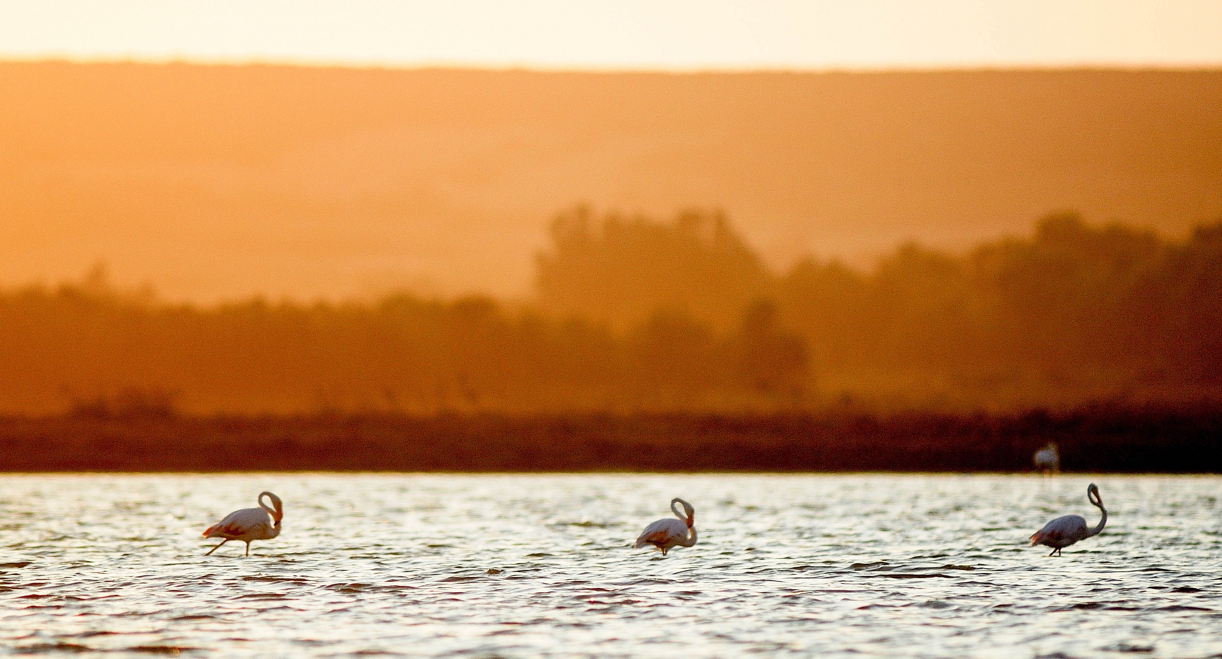 flamingos at sunset