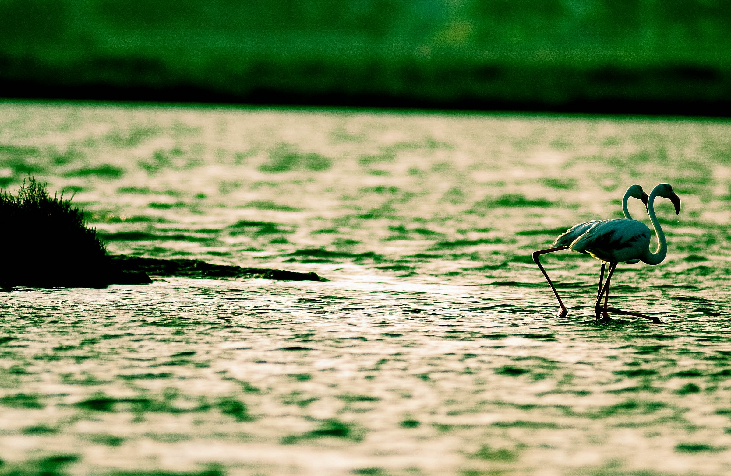 fenicotteri al tramonto