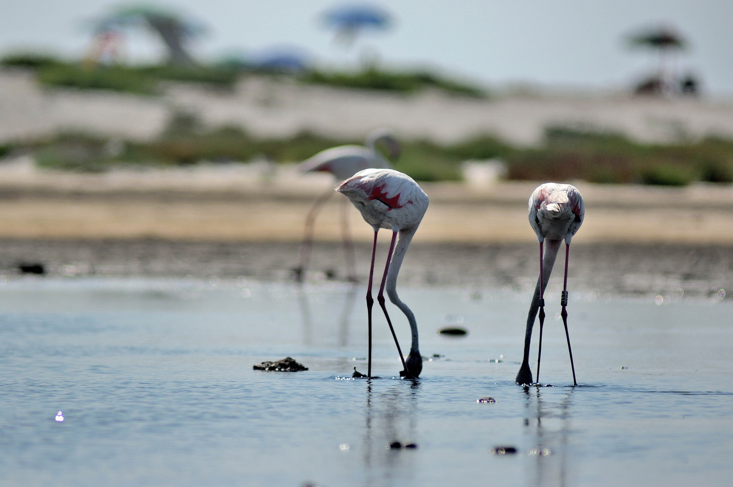 flamingo pond and the beach
