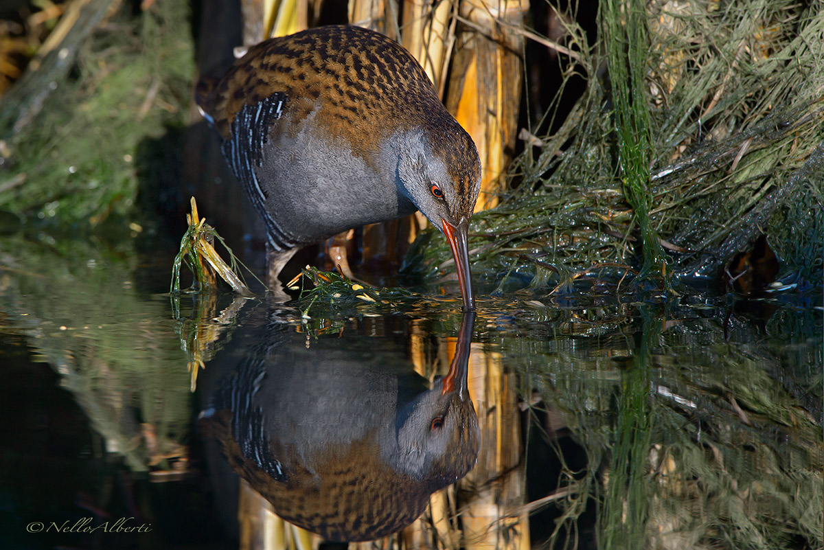 porciglione reflection