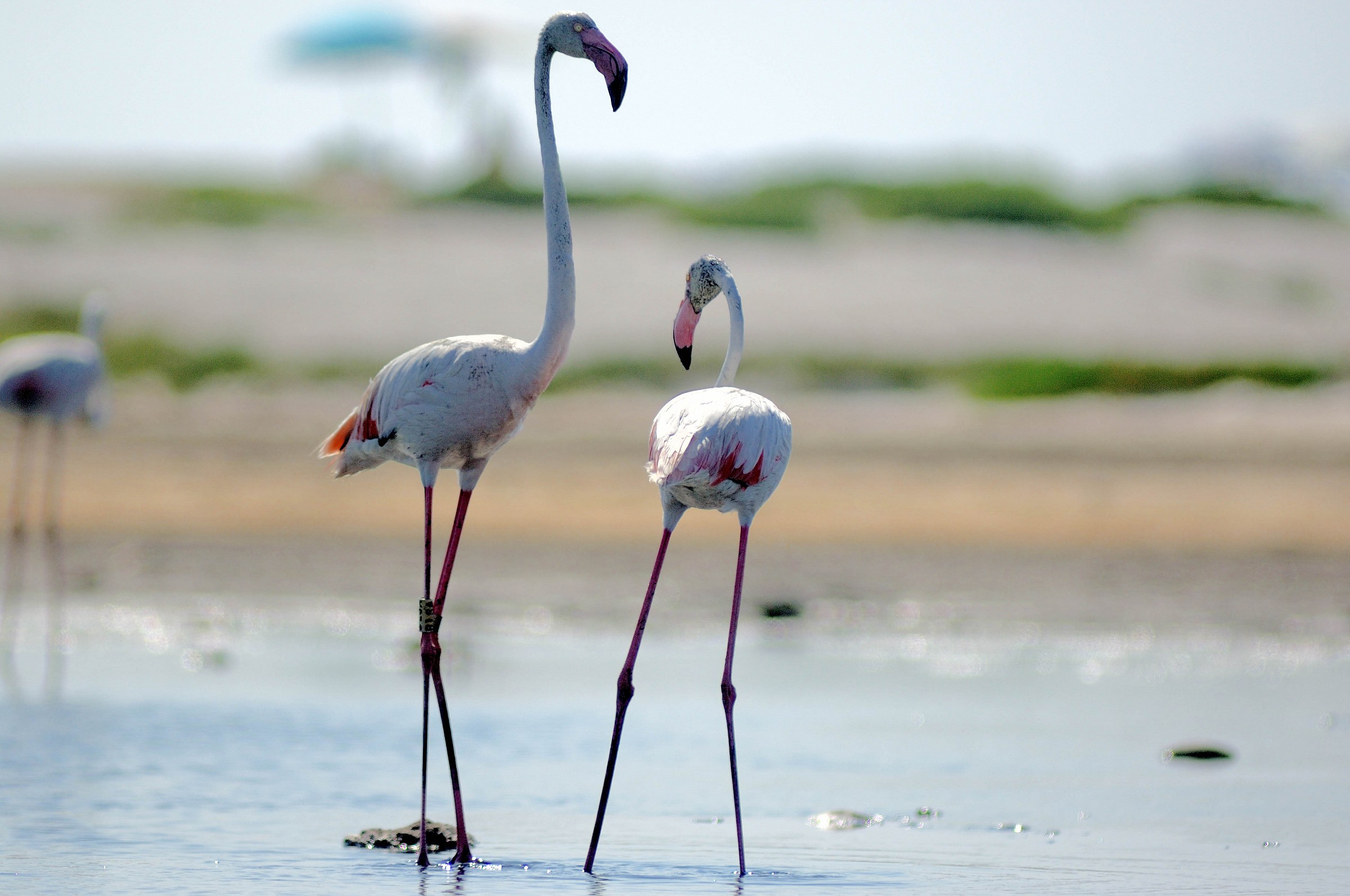 flamingo pond and the beach