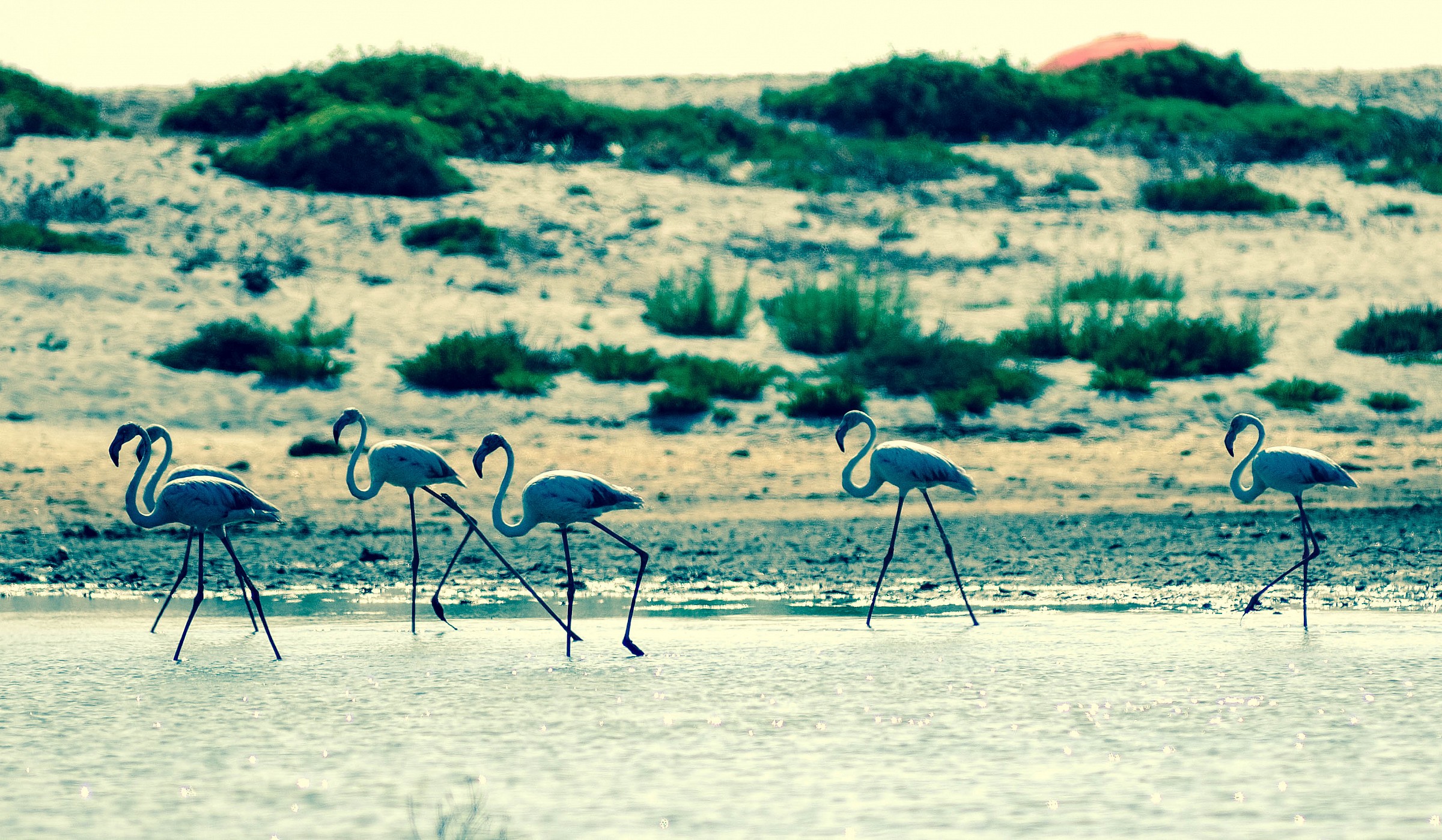 flamingos and the beach