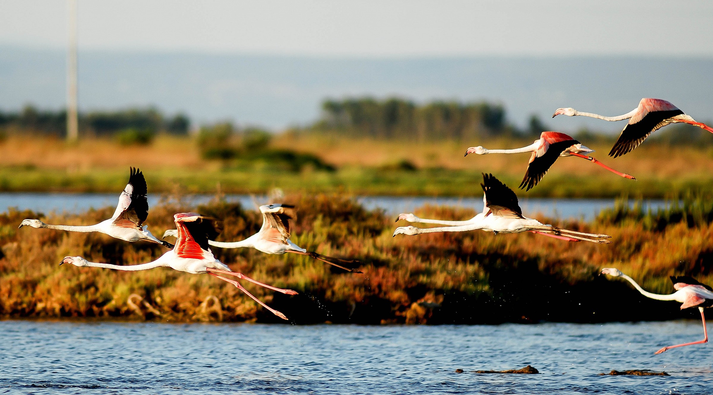 flamingos in flight
