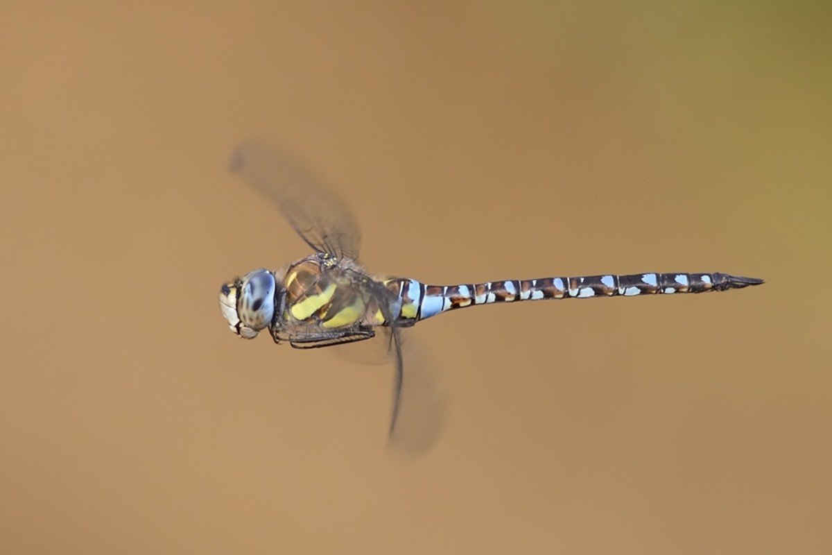 Migrant Hawker in flight