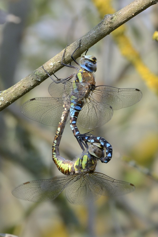 Coupling Migrant Hawker