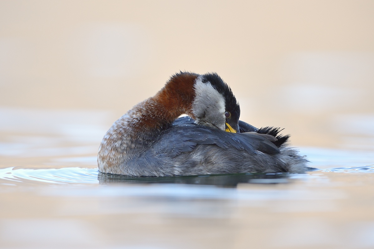 Red-necked Grebe