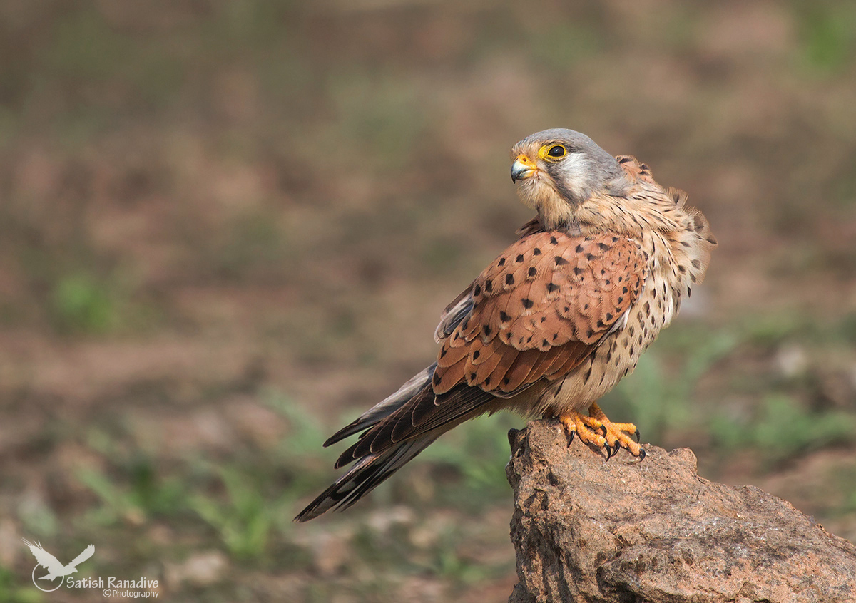 Handsome Kestrel #2