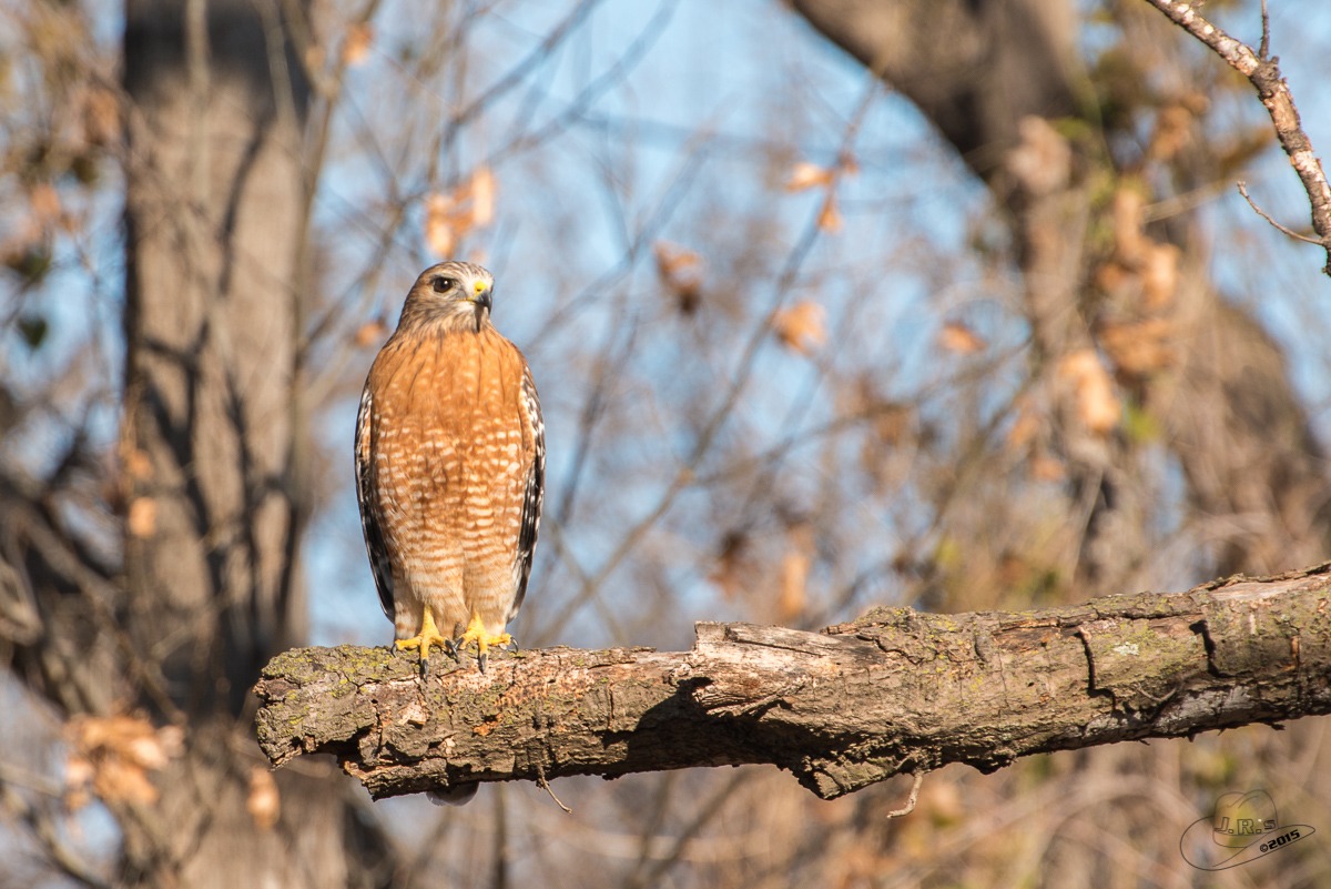 Poiana Shouldered Texas