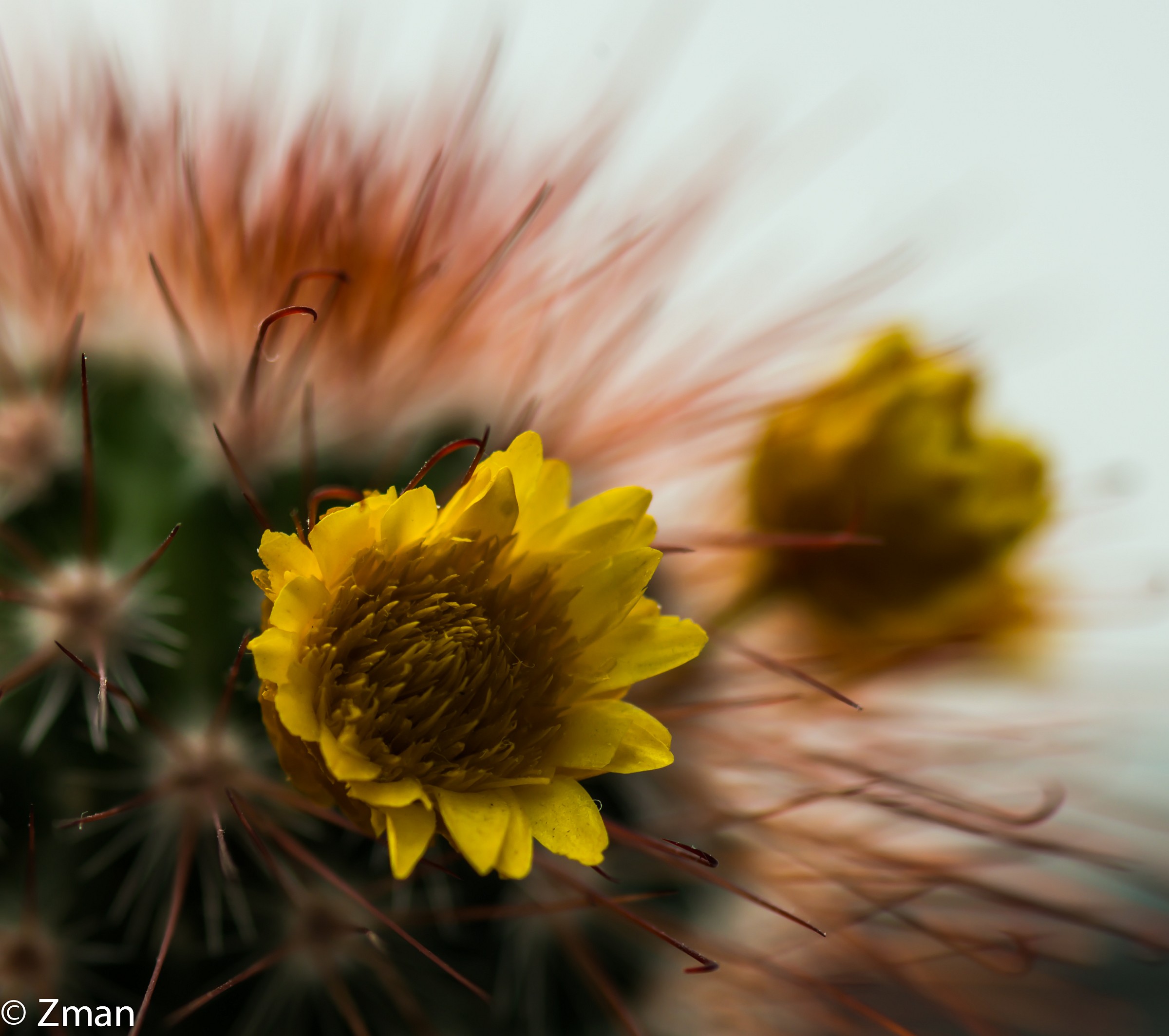 Cactus Flower