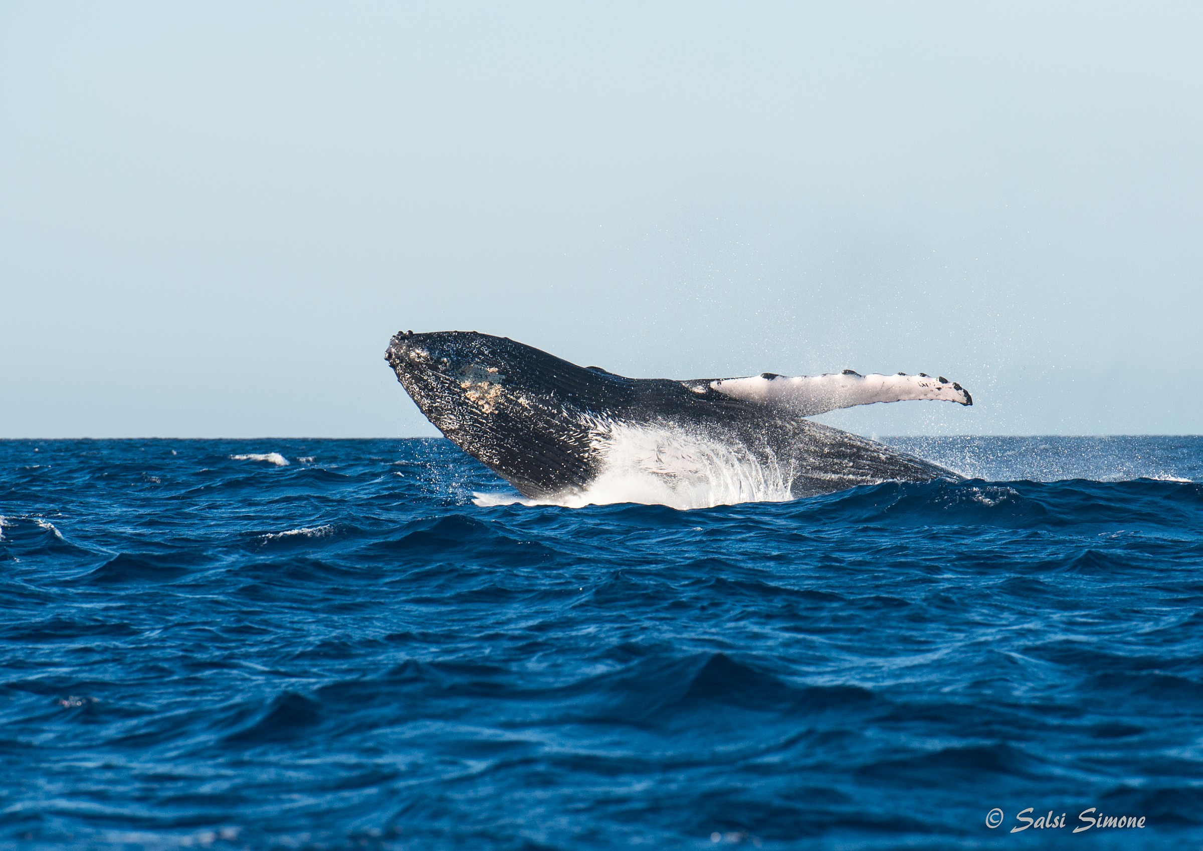 humpback whale