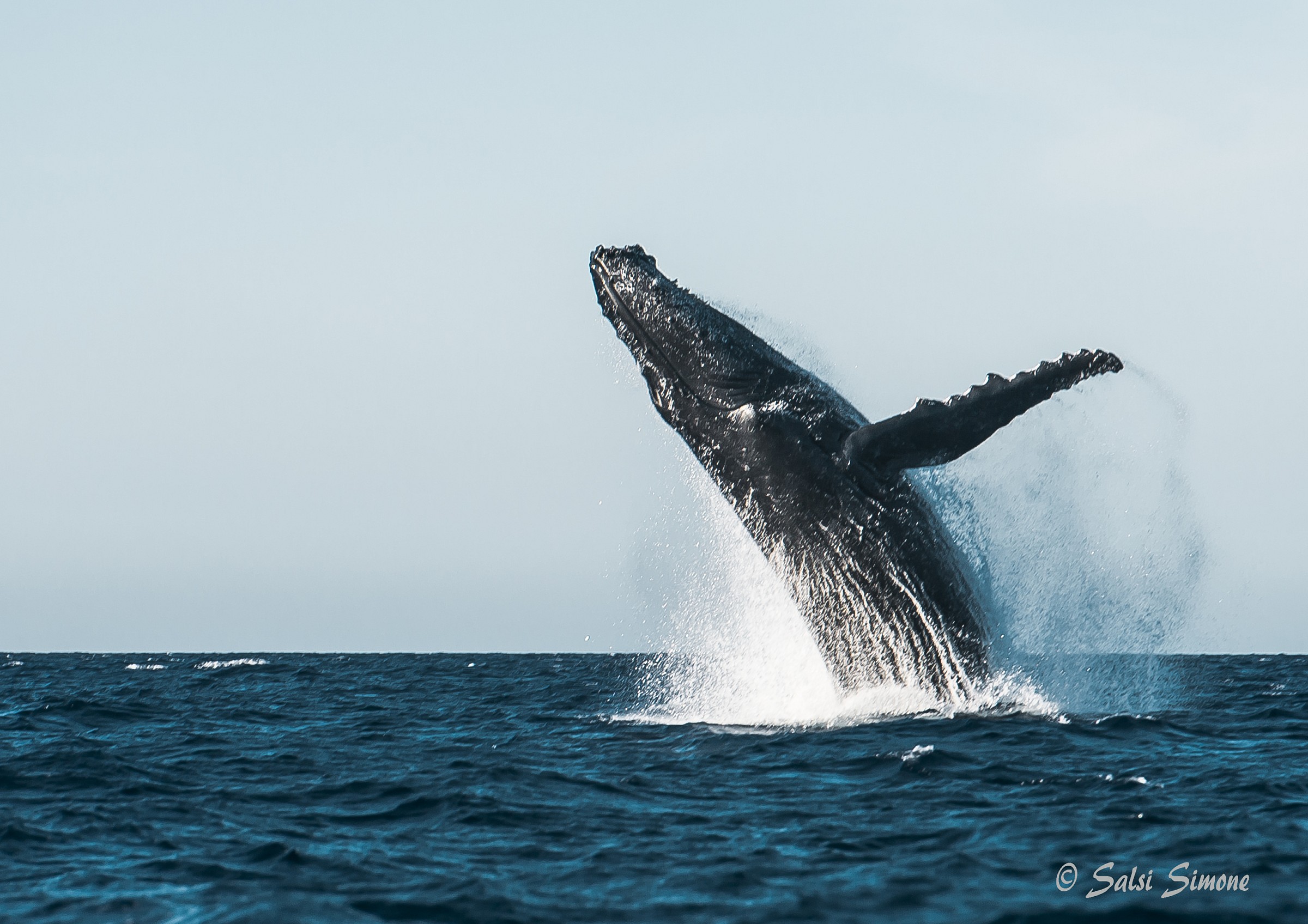 humpback whale