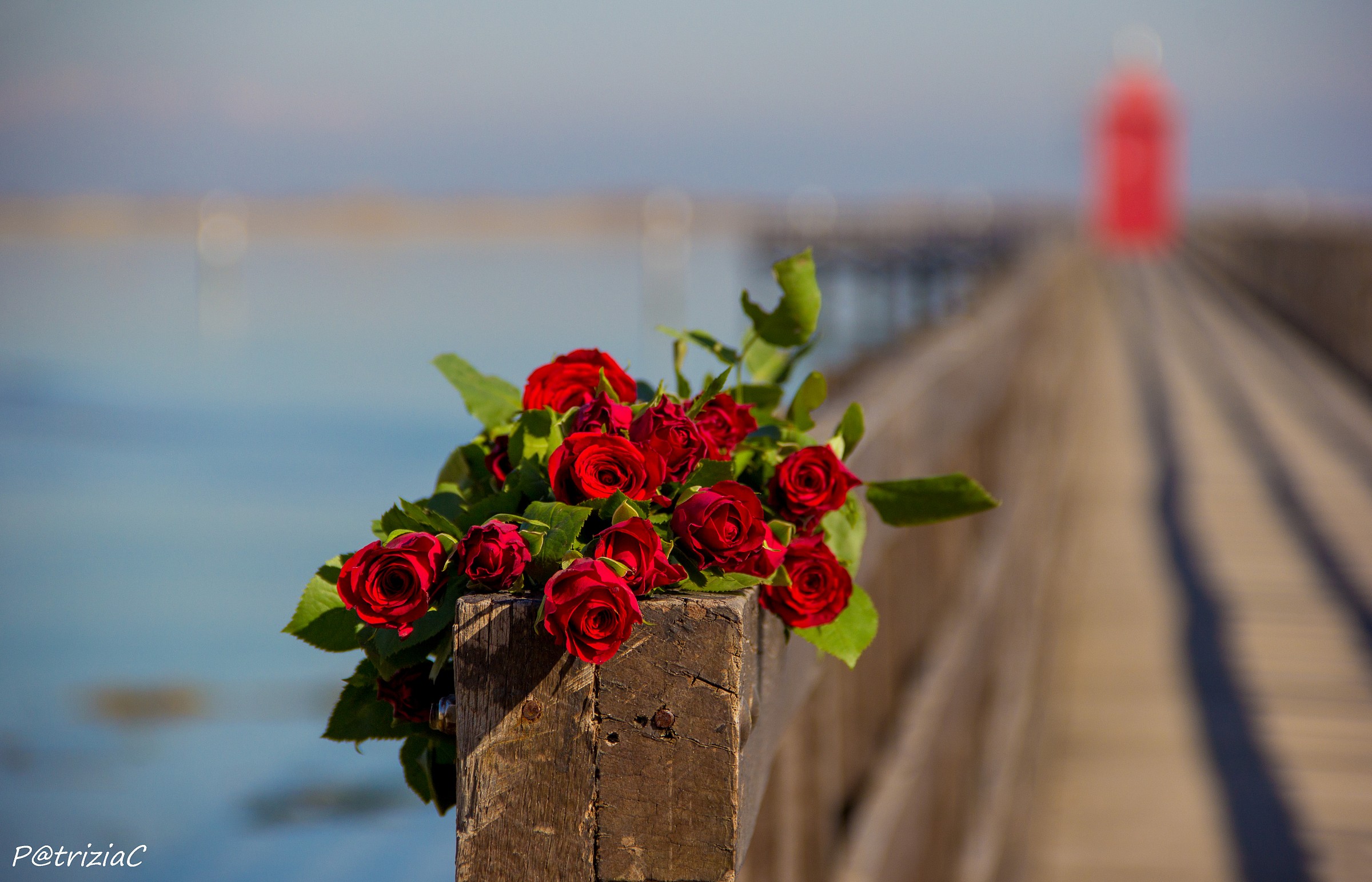 ... Red Roses for You ...