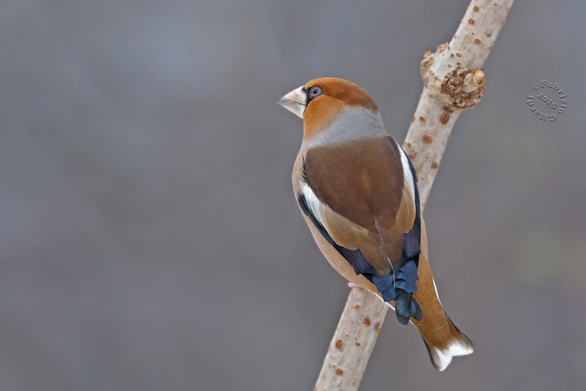 Frosone m. (Coccothraustes coccothraustes)