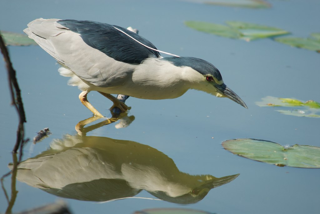 Night Heron