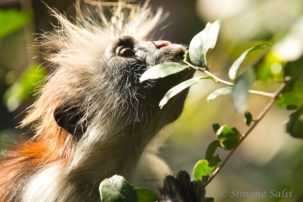monkey Zanzibar