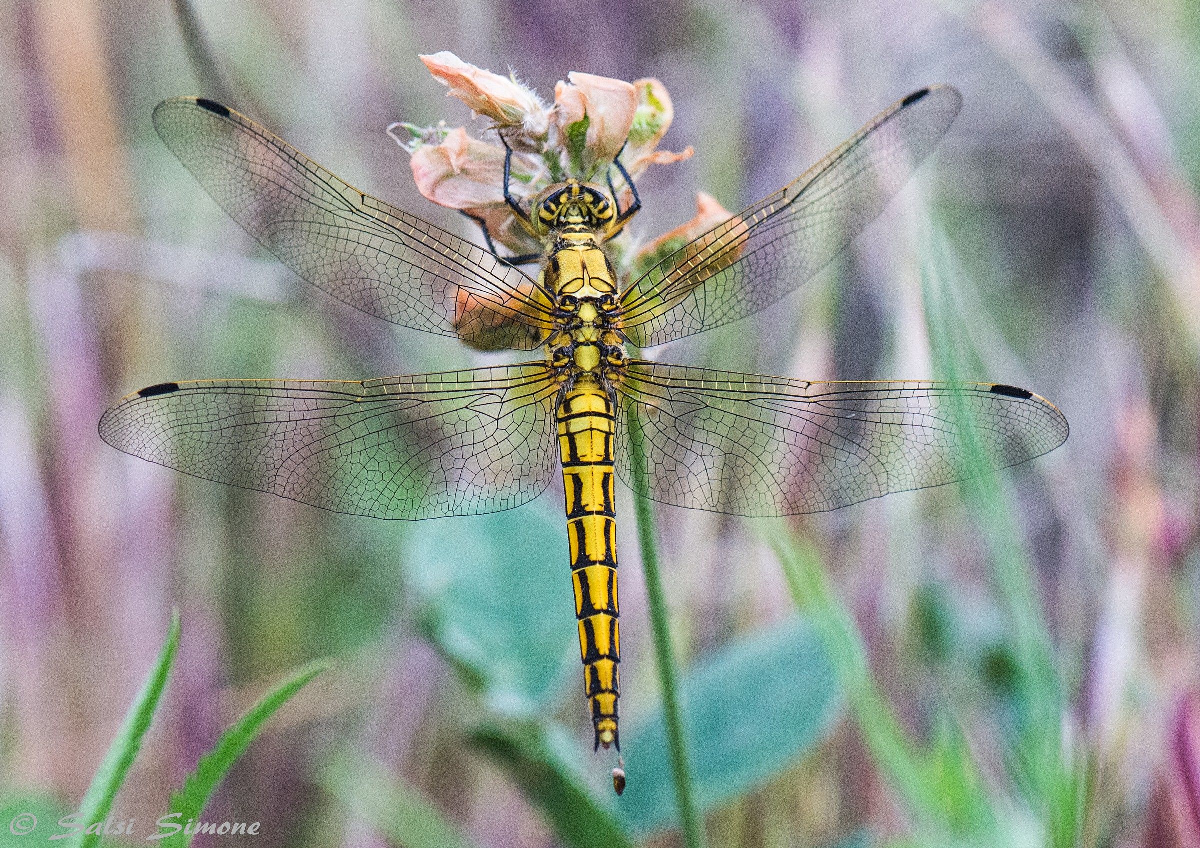 Dragonfly macro