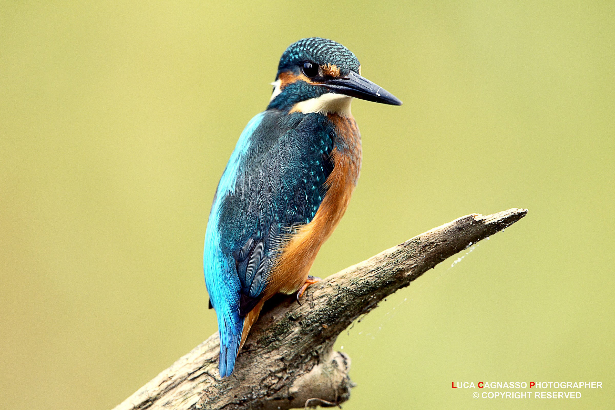 Kingfisher