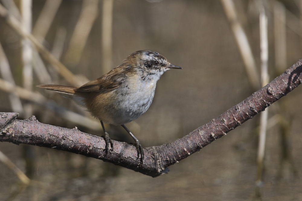 sedge warbler