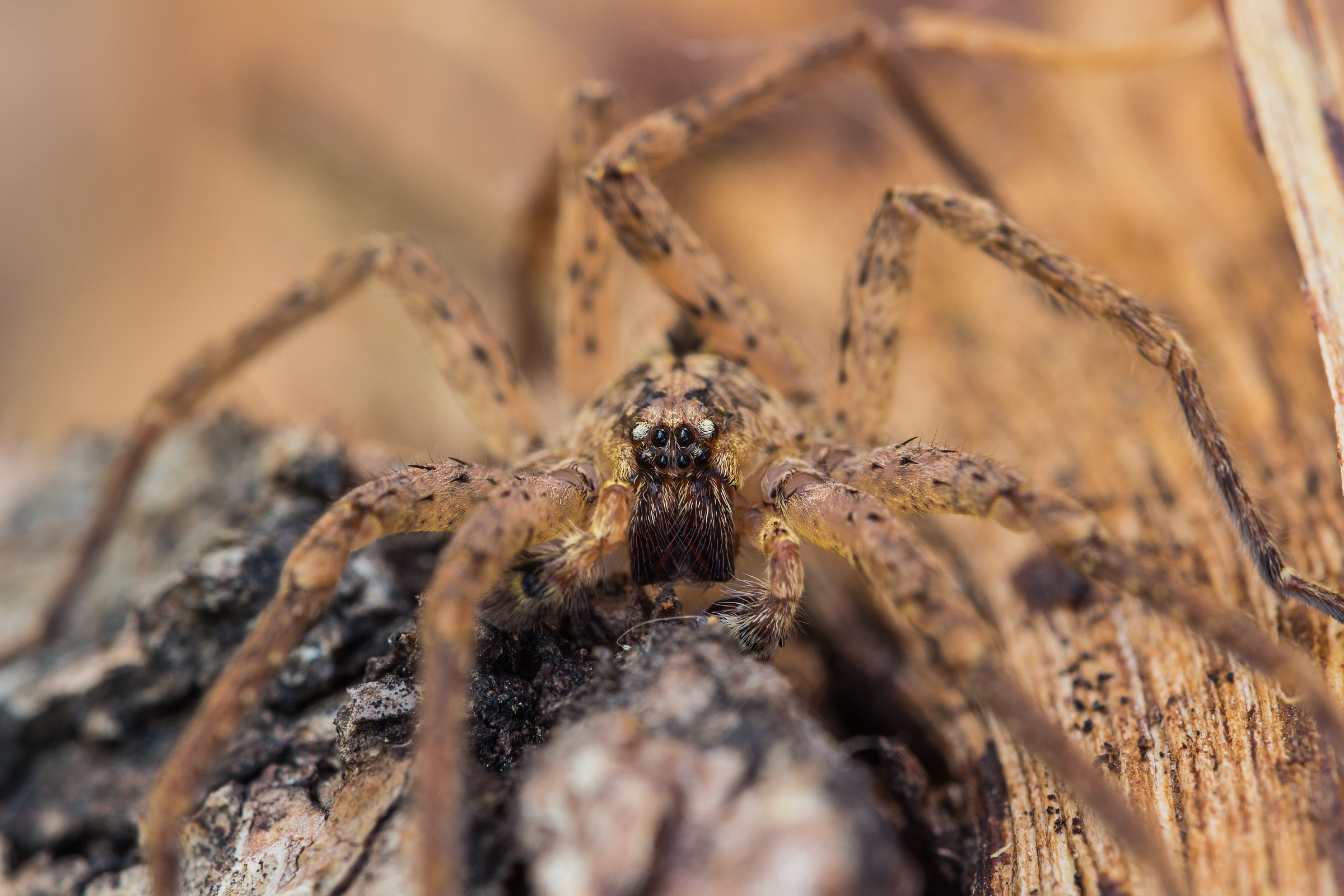 Looks: The goddess Kali