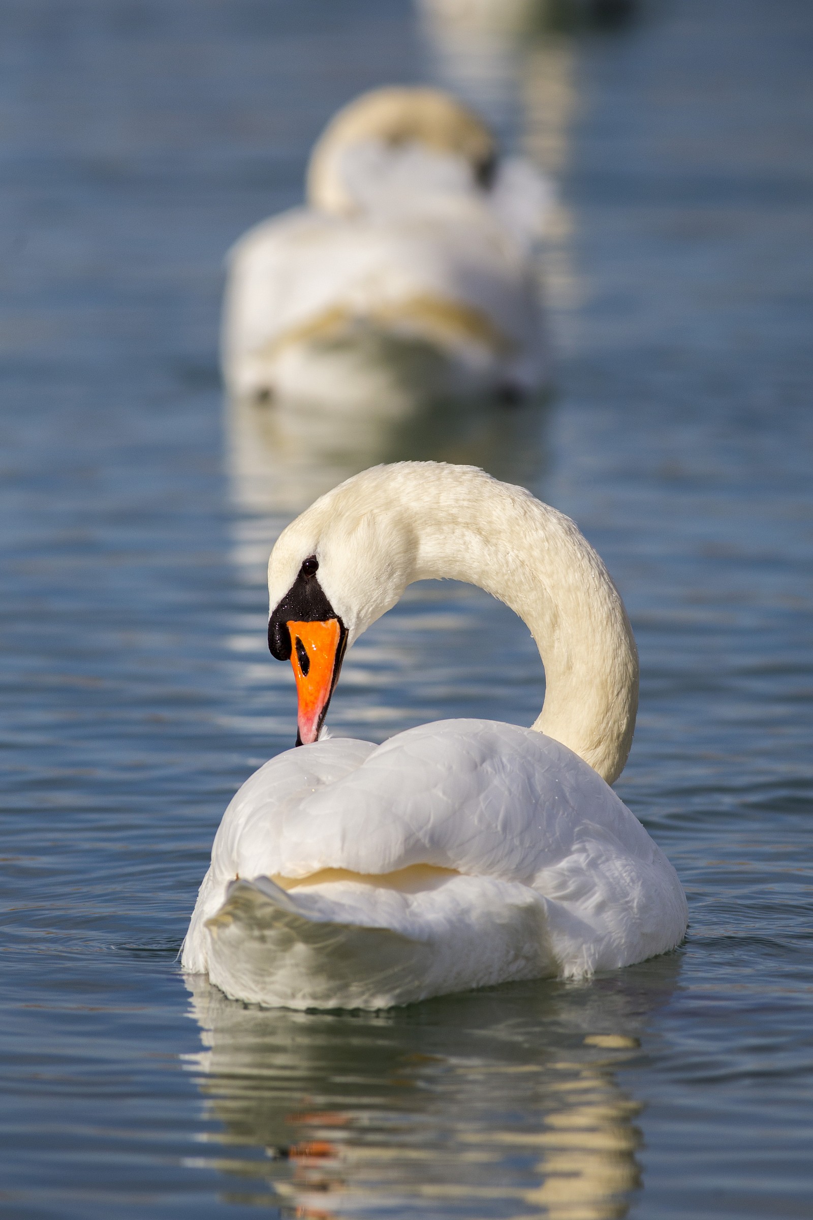 Swan ... 'royal'
