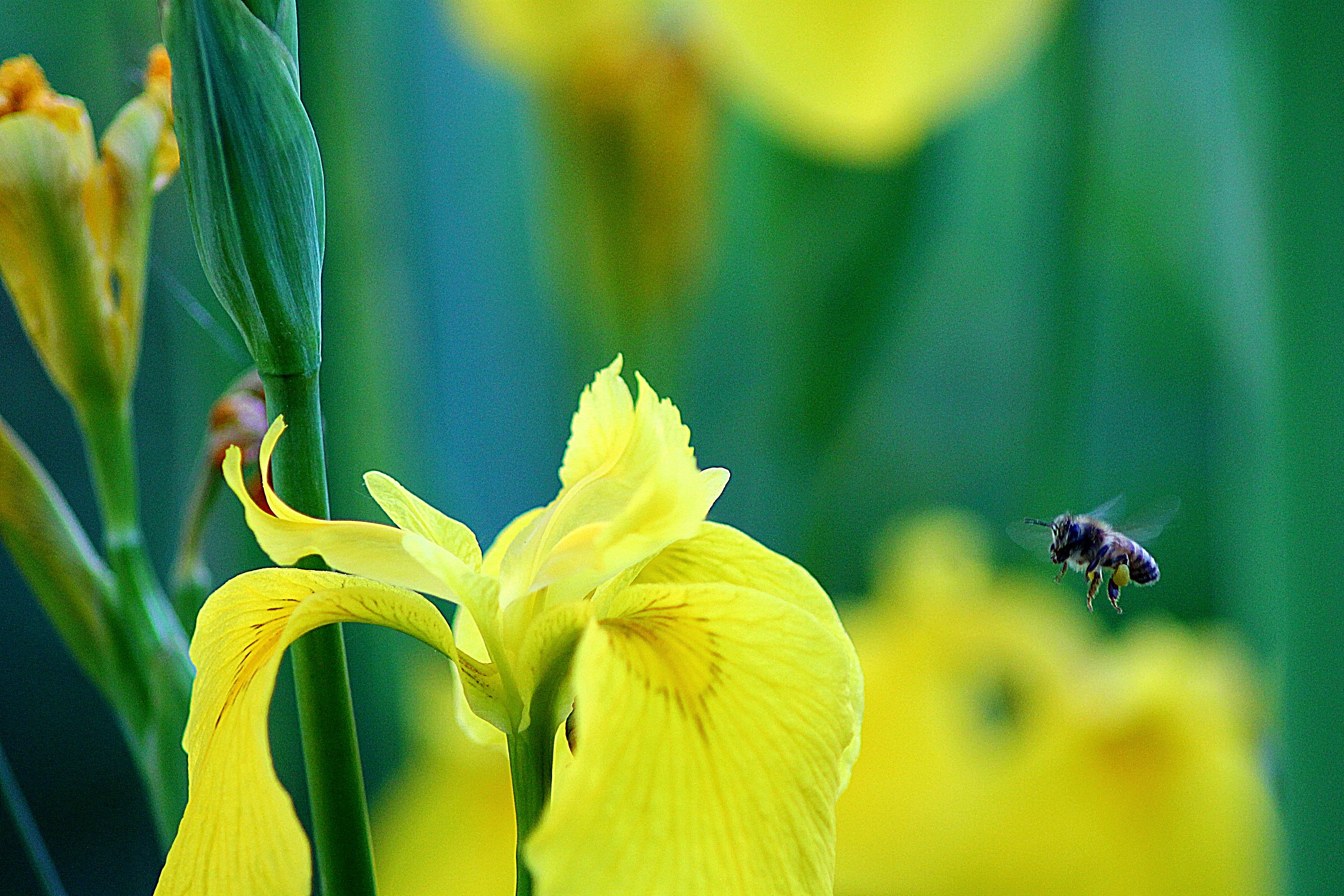 Alla ricerca di cibo