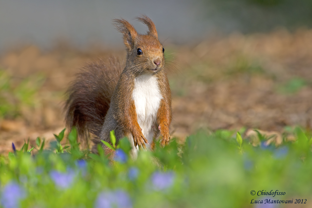 Scoiattolo tra i fiori