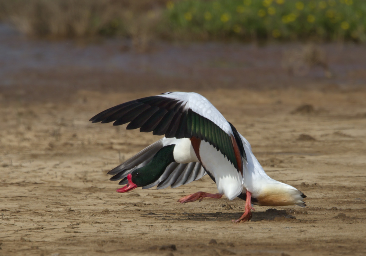 Maschio di Volpoca in Parata nuziale