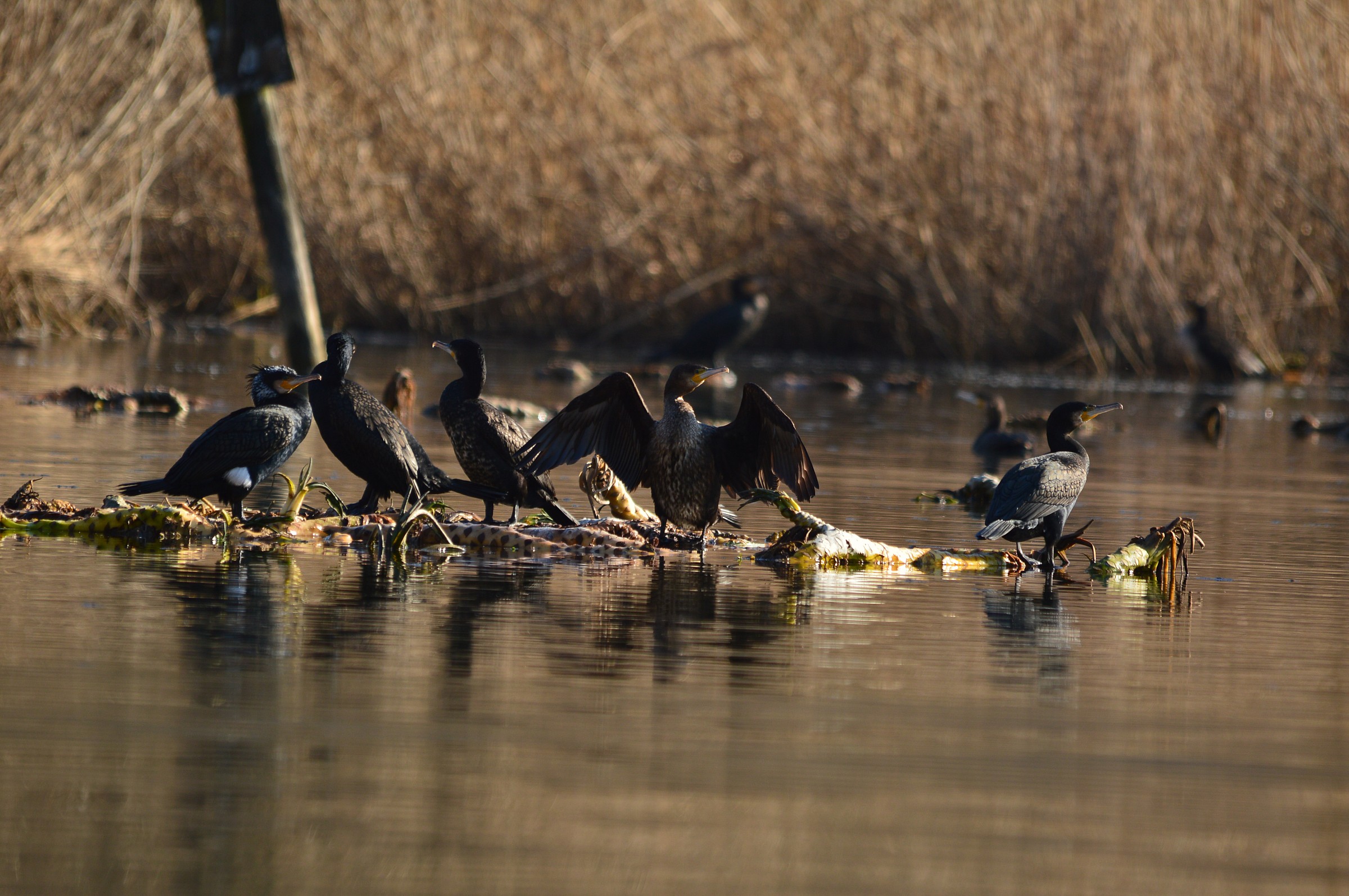 cormorani in vacanza