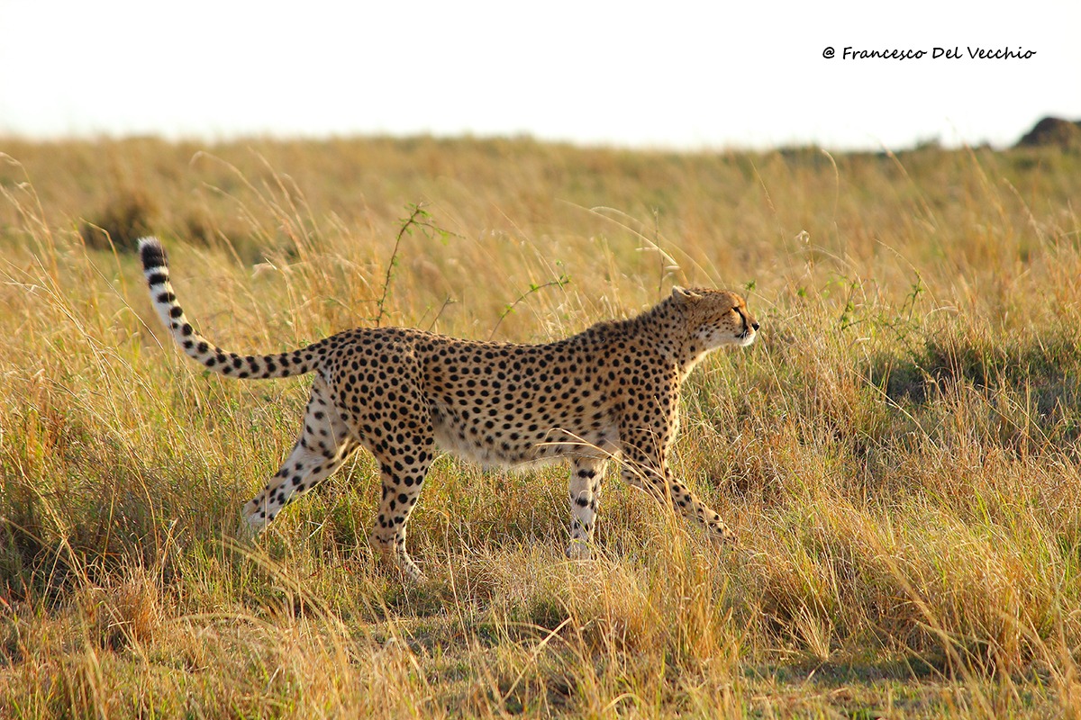 Malaika, la regina del Masai Mara