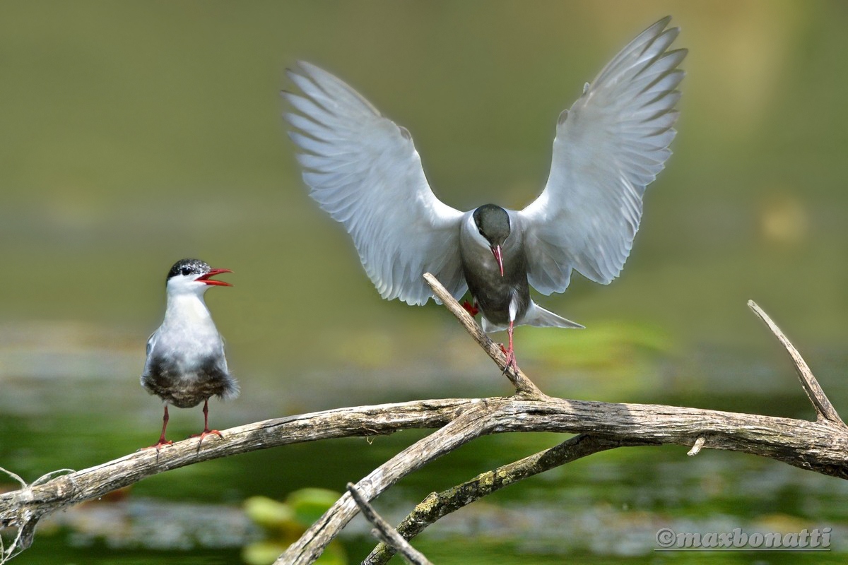 Whiskered Tern