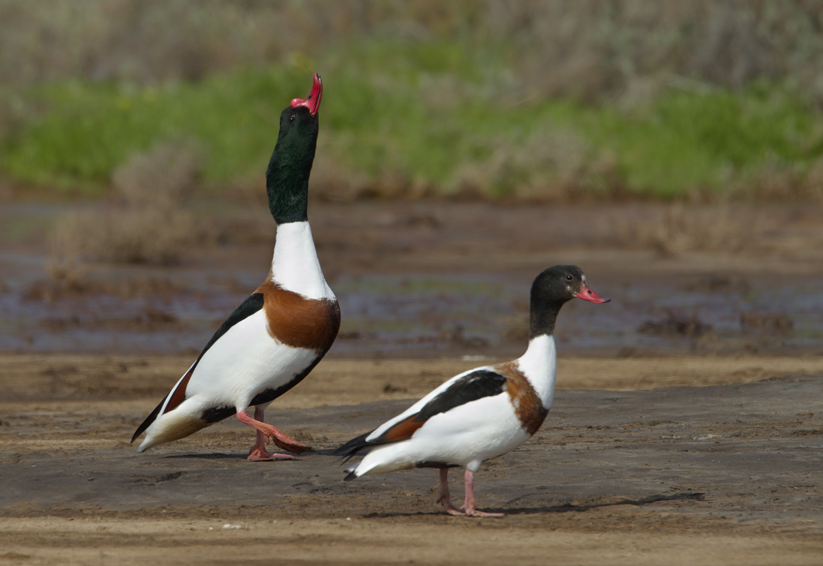 Maschio di Volpoca in Parata