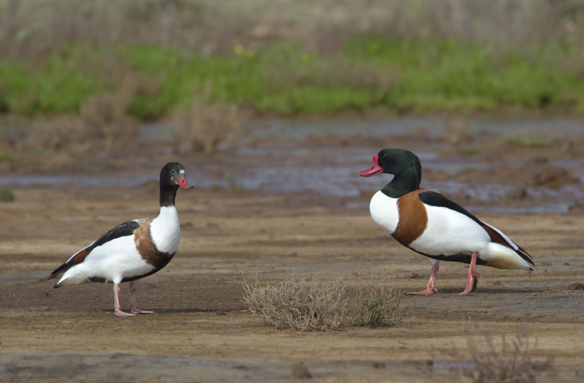 Male Shelduck in Parade