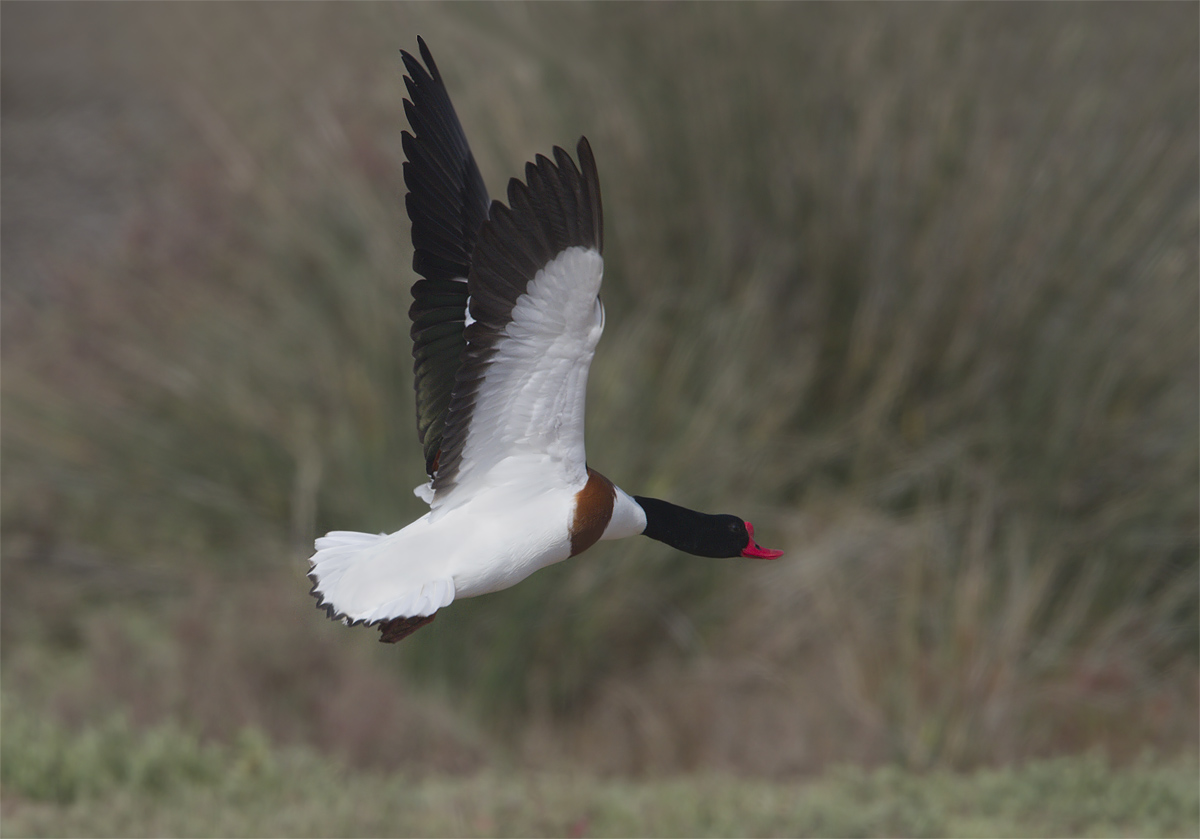 Maschio di Volpoca in Parata