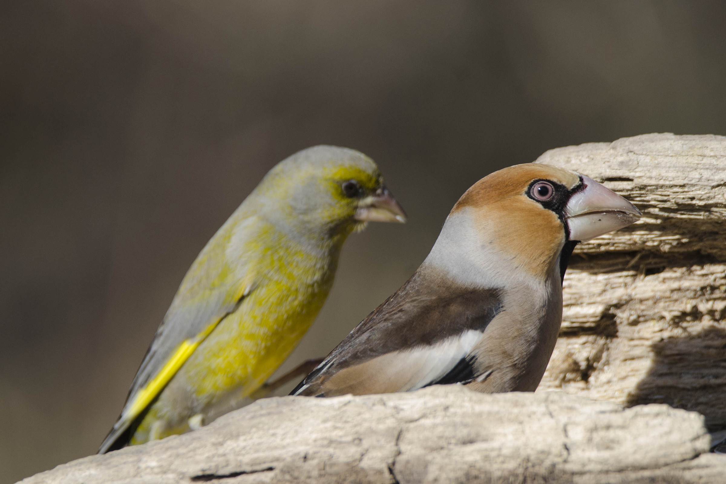 Hawfinch and greenfinch