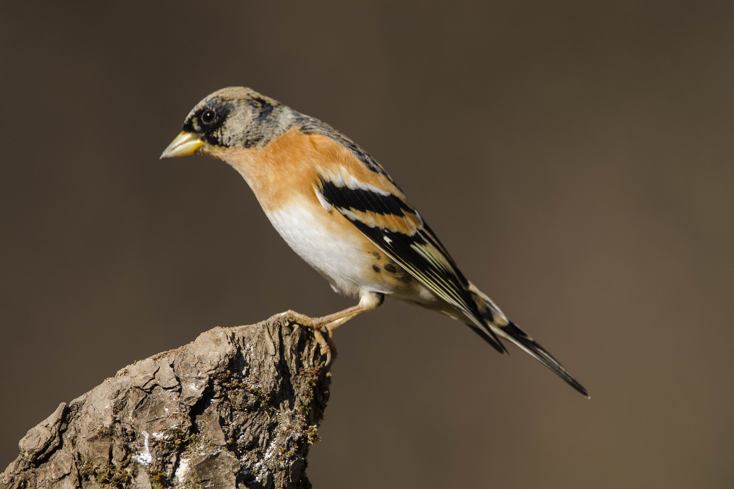 Brambling