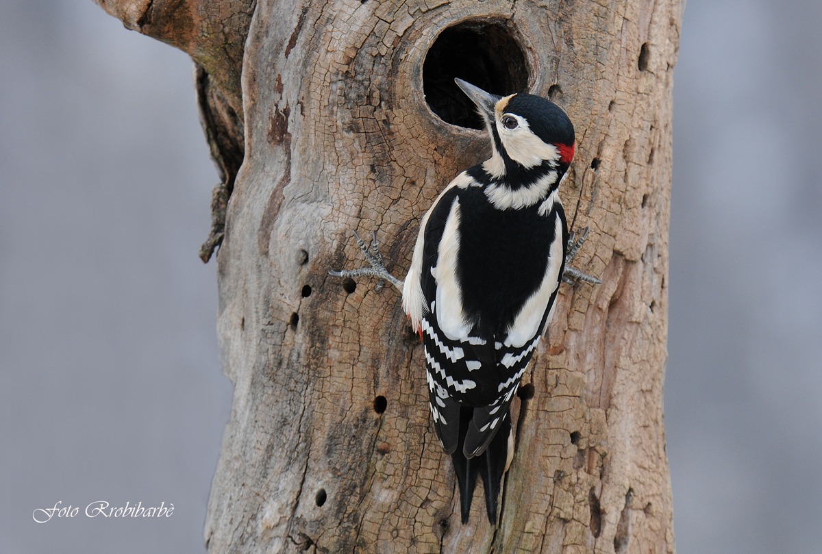 Picchio rosso maggiore....