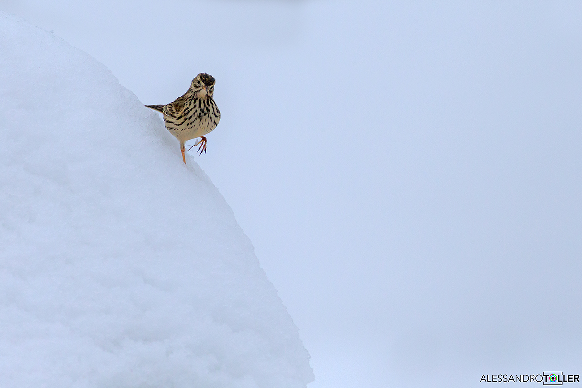 Snow climbing (Pispola)