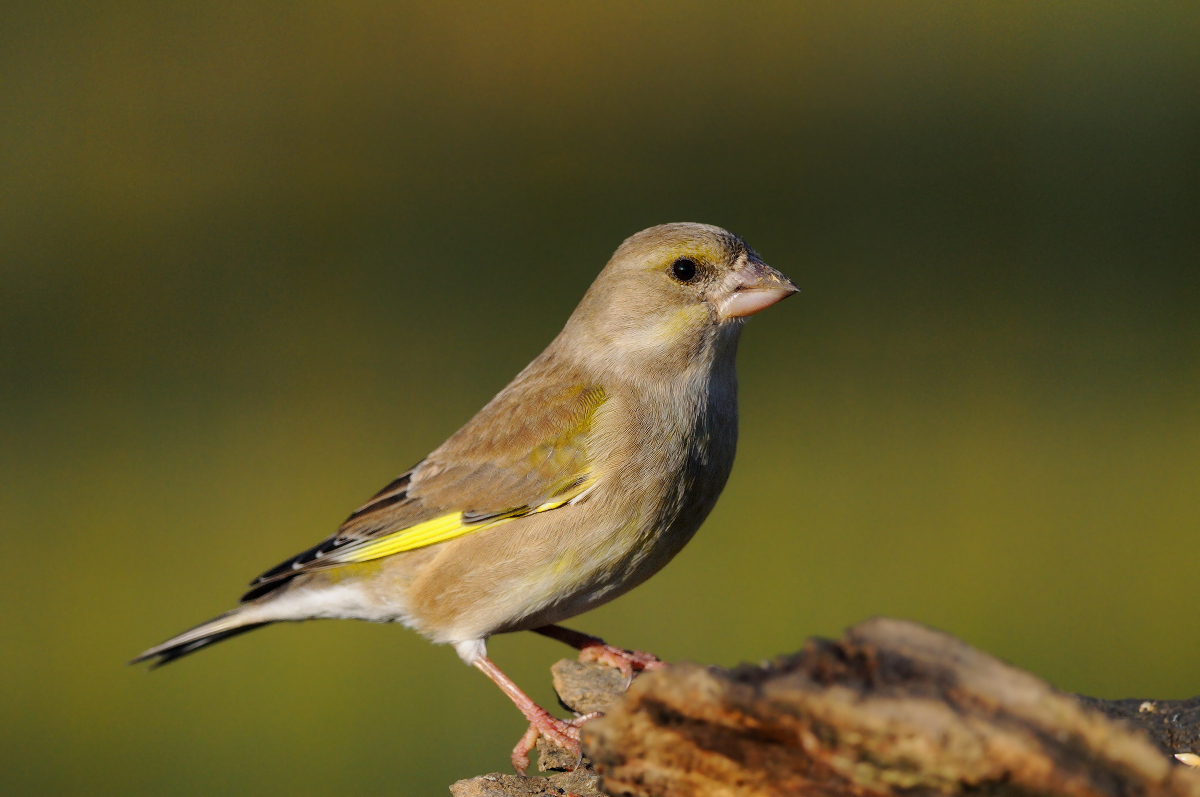 Female Chaffinch